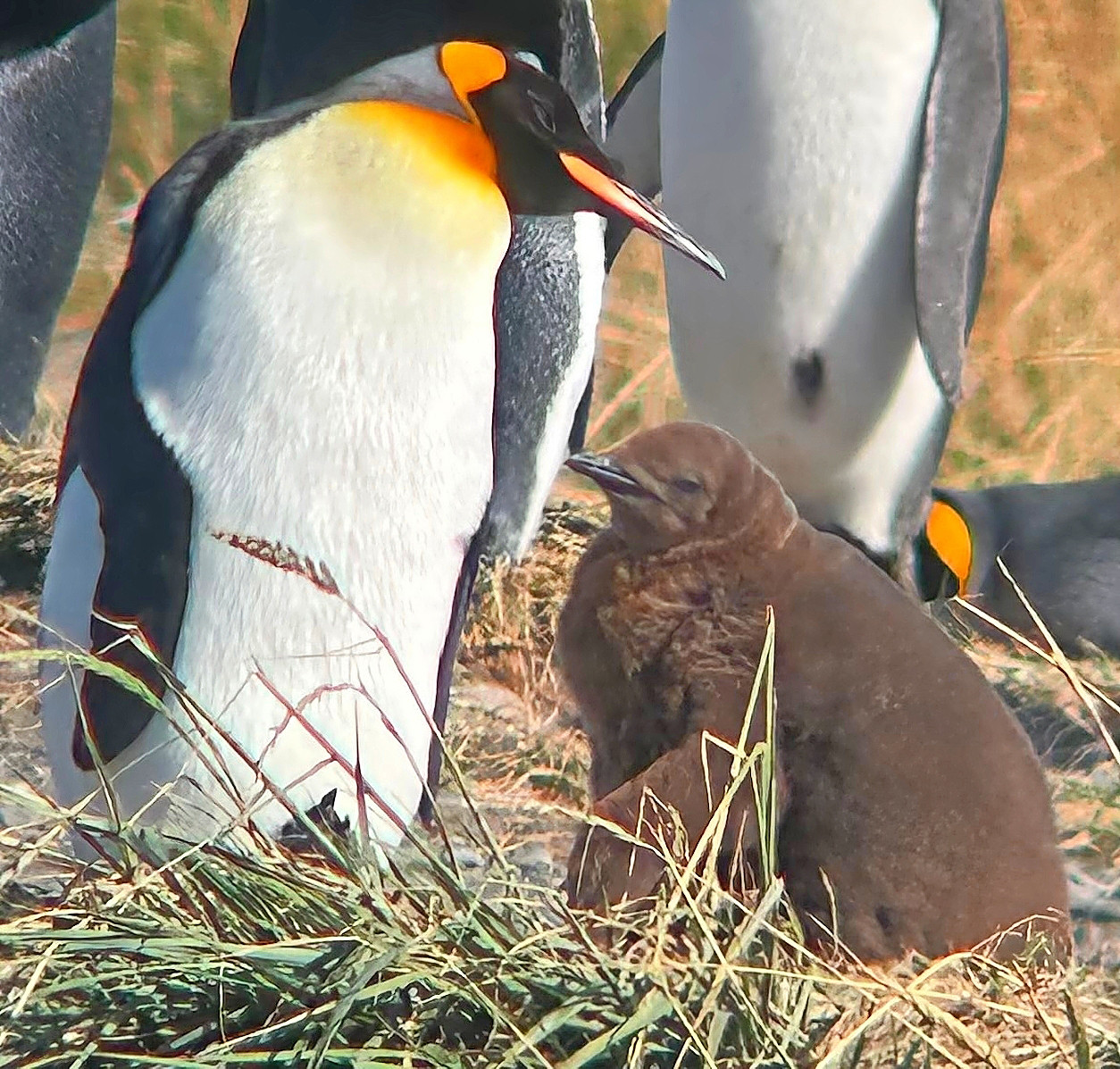 Bei den Königspinguinen ist bei Bitterlis Besuch gerade Brutsaison.  