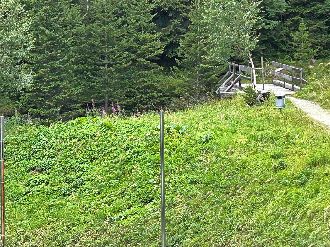 Rechtzeitiges Eingreifen sorgt wieder für eine vielfältige einheimische Flora.  
