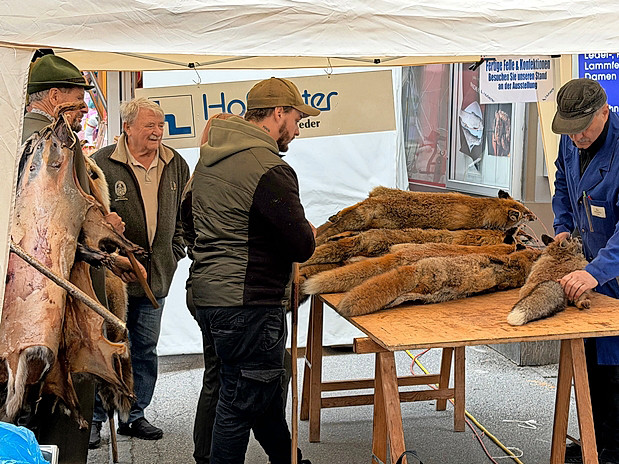 Vor dem Ankauf prüft der Händler die angelieferten Felle auf ihre Qualität.